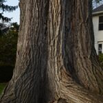 Ulmus americana bark