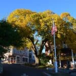 Ulmus americana Castine Maine
